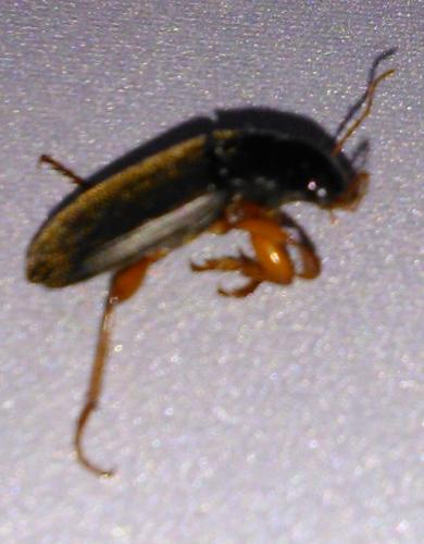 Pseudoophonus rufipes